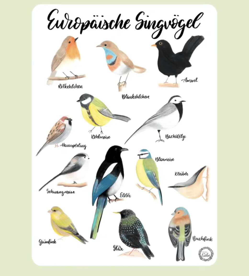 Europäische Singvögel